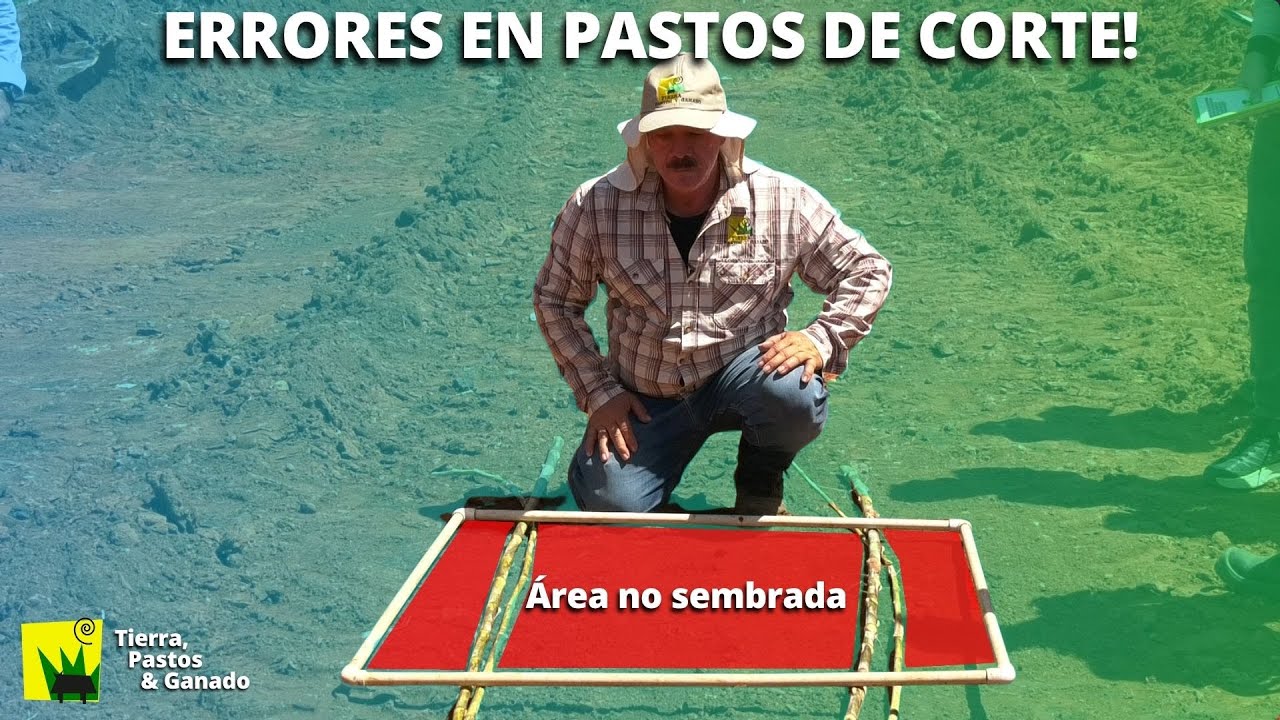 Errores al Sembrar Pastos de Corte/ Cómo Evitarlos!