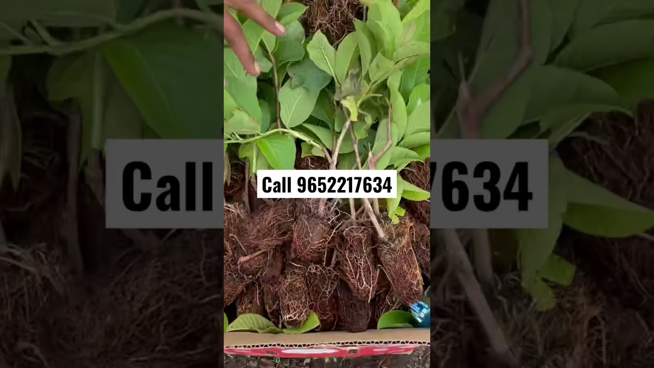 Taiwan pink tray plants available at best price, call 9652217634, Latha nursery