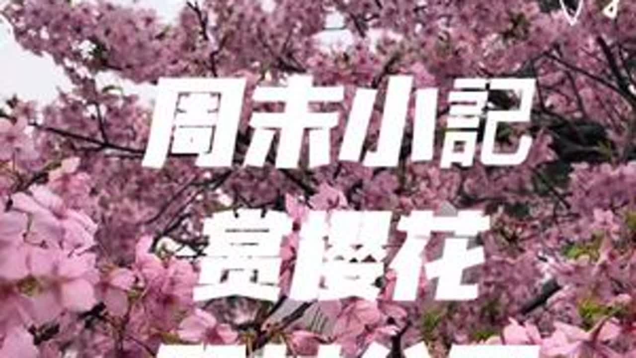 2026年顾村公园早樱赏花季开始喽，今天提前给小伙伴们提前探探路，公园里早樱品种大部分进入最佳观赏期了，小伙伴们可以选择一个好天气安排一下了，视频拍摄于2026年3月5日。#vlog日常 #樱花...