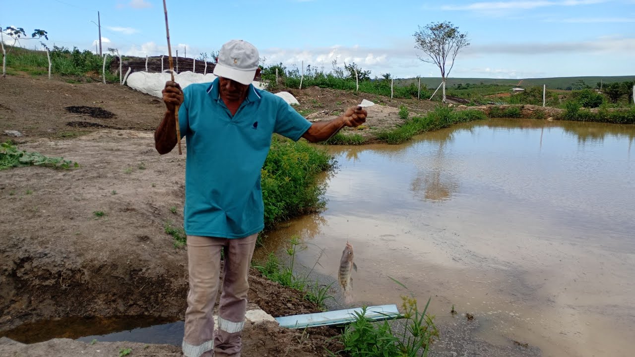 PESCANDO E COLHENDO FEIJÃO VERDE