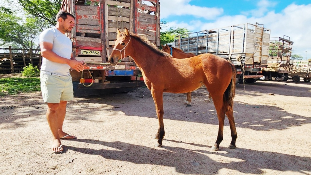 FEIRA DE CAVALOS EM CACHOEIRINHA-PE  12-03-2026 #nordeste