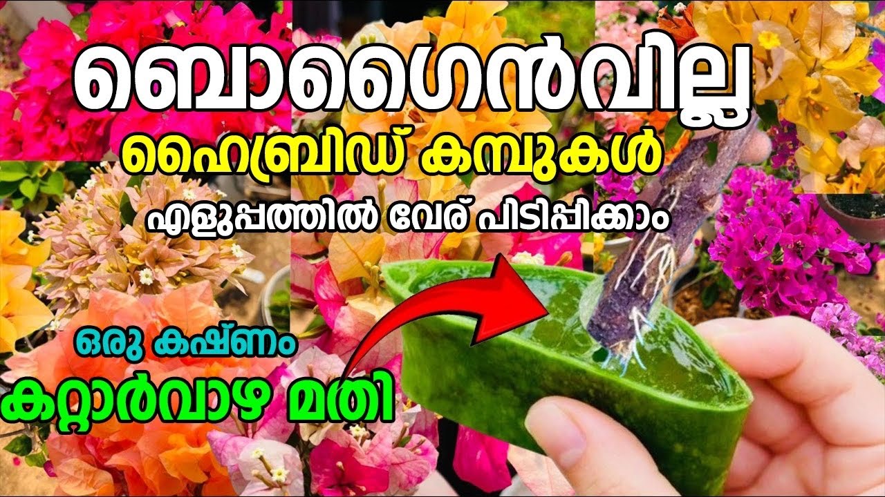 കറ്റാർവാഴ മതി ഹൈബ്രിഡ് ബൊഗൈൻവില്ല ചെടി വേര് പിടിപ്പിക്കാൻ ||bougainvillea plant care tips