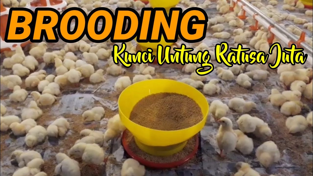 BROODING - MAU UNTUNG RATUSAN JUTA? PERHATIKAN INI..! #KandangAyam #CloseHouse #broiler #ayambroiler