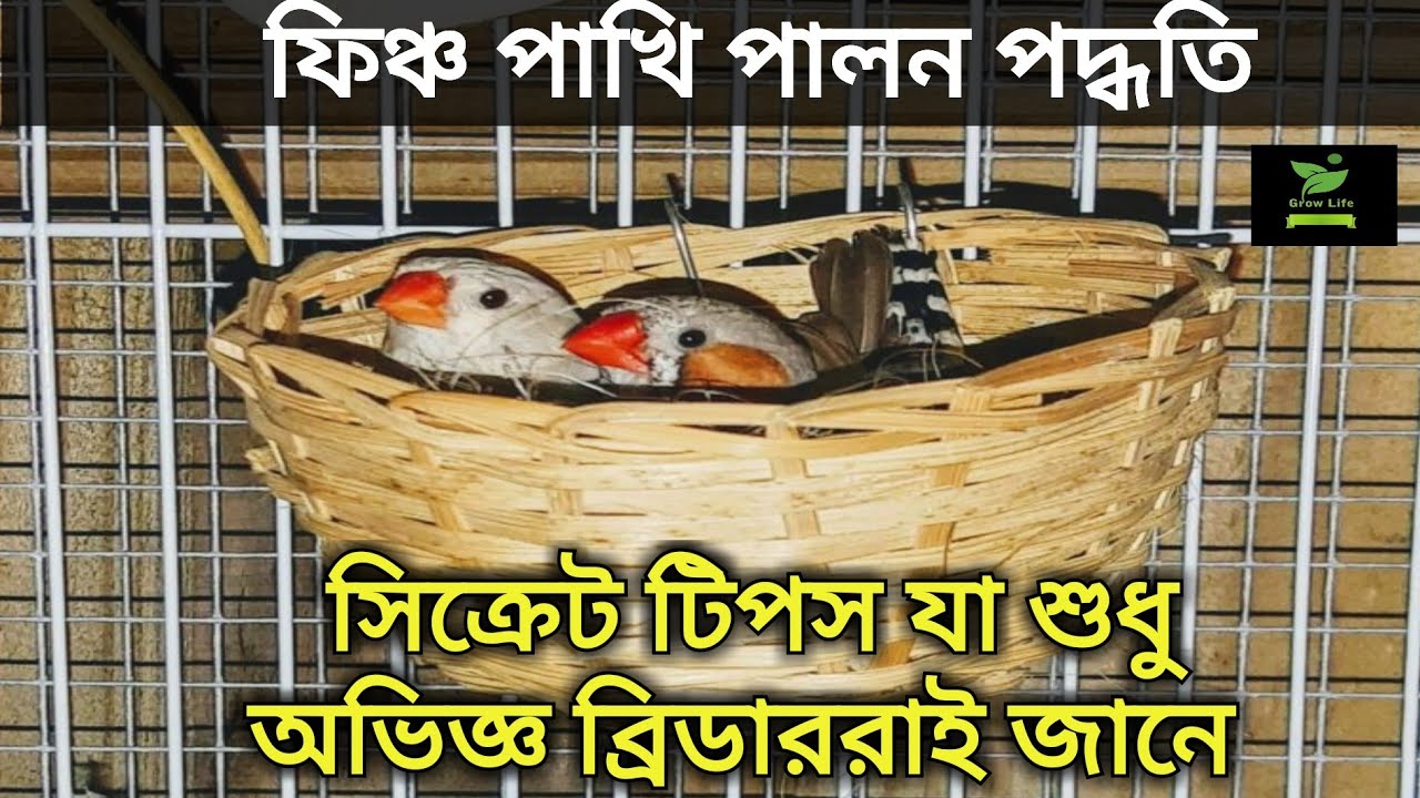 ফিঞ্চ পাখি পালন পদ্ধতি , পাখি পালন