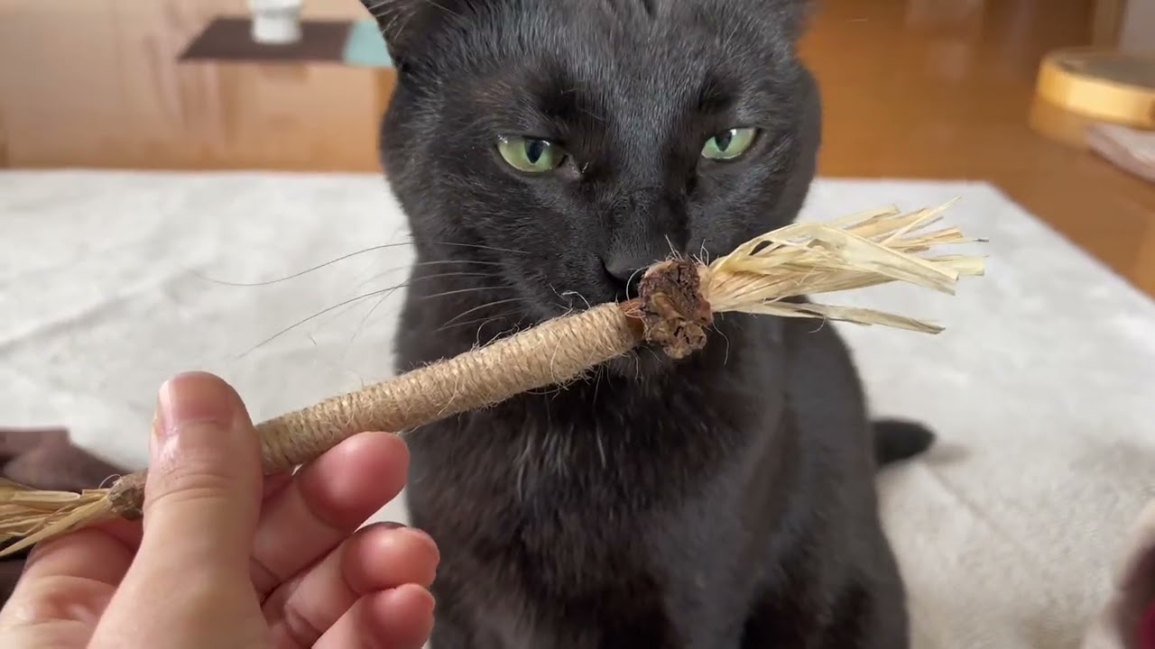 【案件】歯磨きマタタビ棒を個人的レビュー【ではありません】/猫ねむる