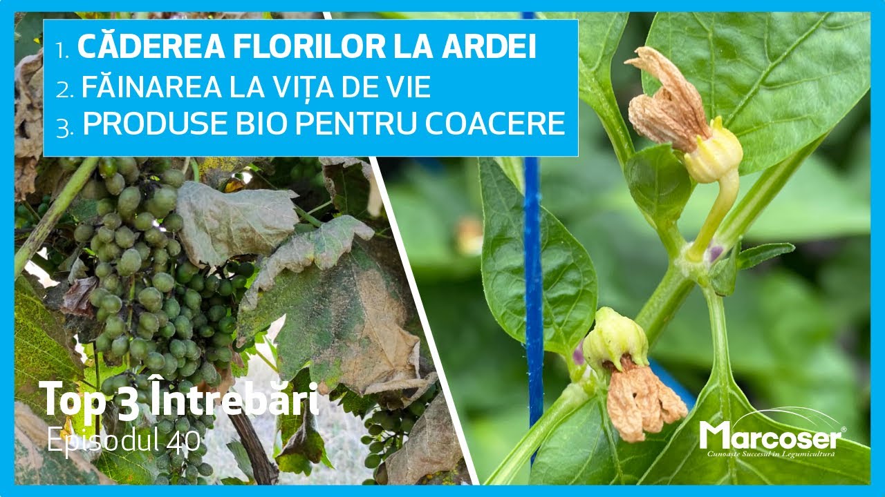 Căderea Florilor la Ardei | Făinare la Vița de Vie | Produse Bio Pentru Coacere - Top 3 - Ep.40