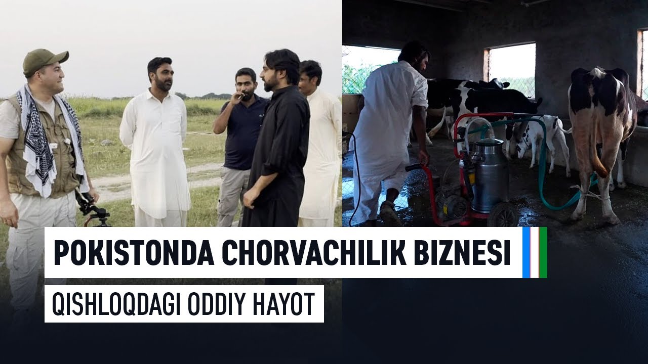 Pokistonda chorvachilik biznesi.Qishloqdagi oddiy hayot