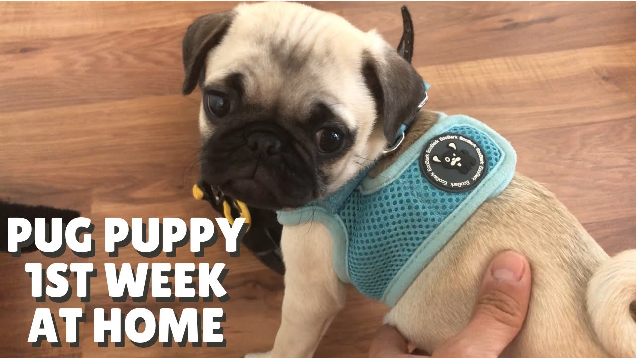 Pug Puppy's first week life at home