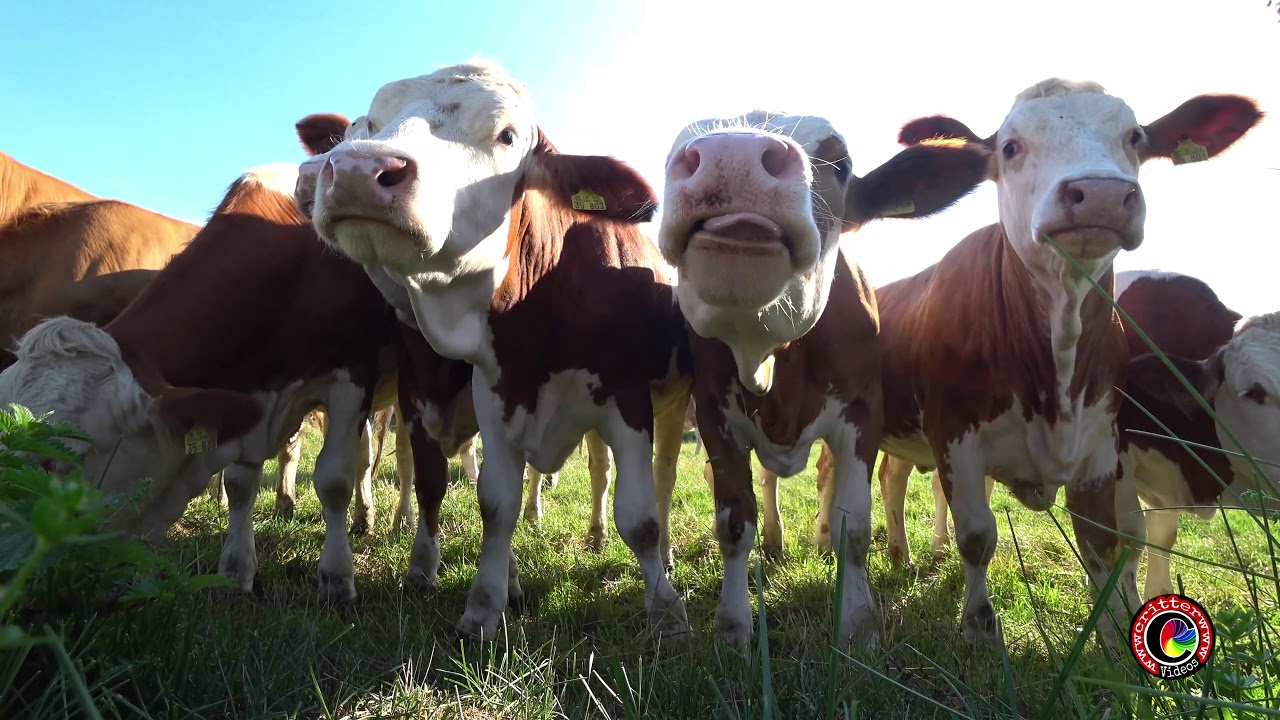 VACAS & CABALLOS 4K