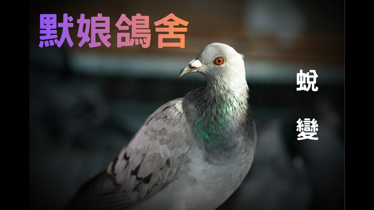 #2026南海春季#默娘鴿舍# pigeon