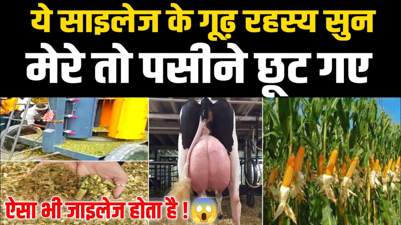 हरा चारा के बदले साइलेज खिलाए और फीडिंग खर्च बचाए/silage in bihar/silage bag price/silage bag 50kg