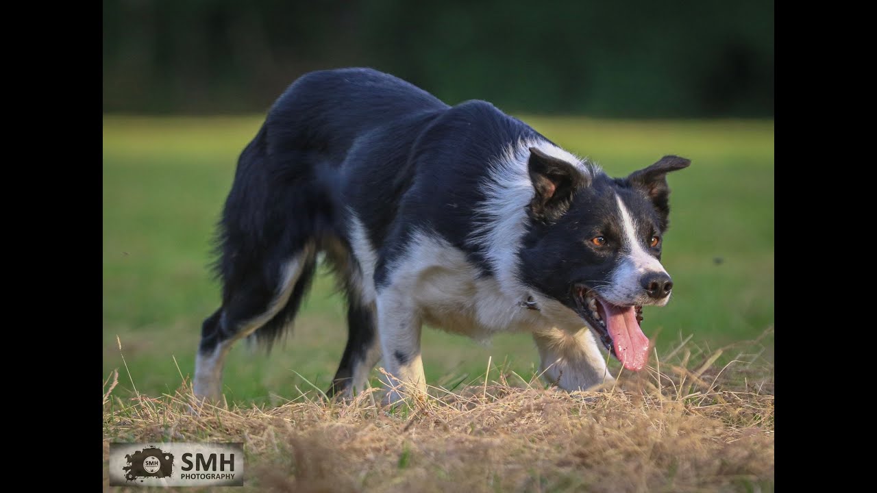 Lot 3 – Foxridge Cap – 31.8.22 Farmers Marts Dolgellau Online Sheepdog Auction