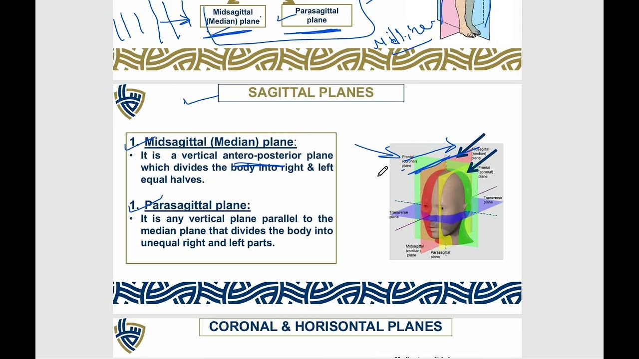 INTRO TO ANATOMY dr Mohamed Alzahy Pharmacy (SUE)