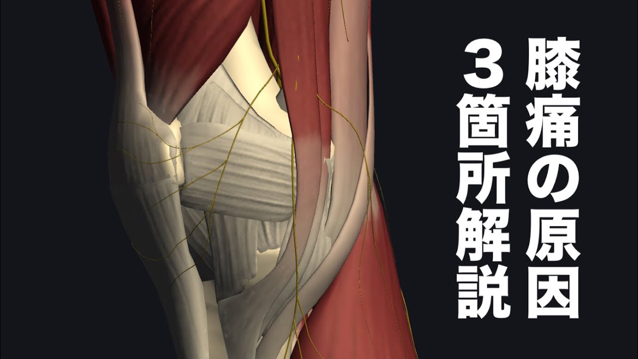 膝の痛みに関わる箇所を３箇所解説してみた