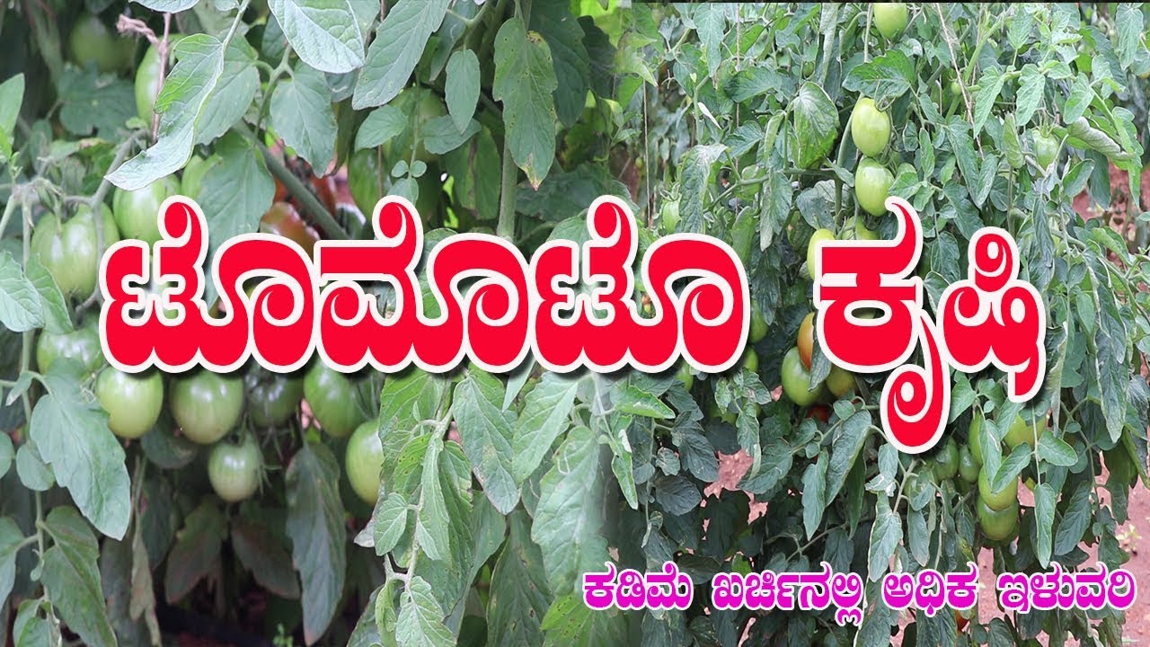ಡಾ.ಸಾಯಿಲ್  ಟೊಮೊಟೊ ಬೆಳೆ||How to Grow tomato Organically||Dr.Soil uses for Tomato crop||Dr.Soil Tomato