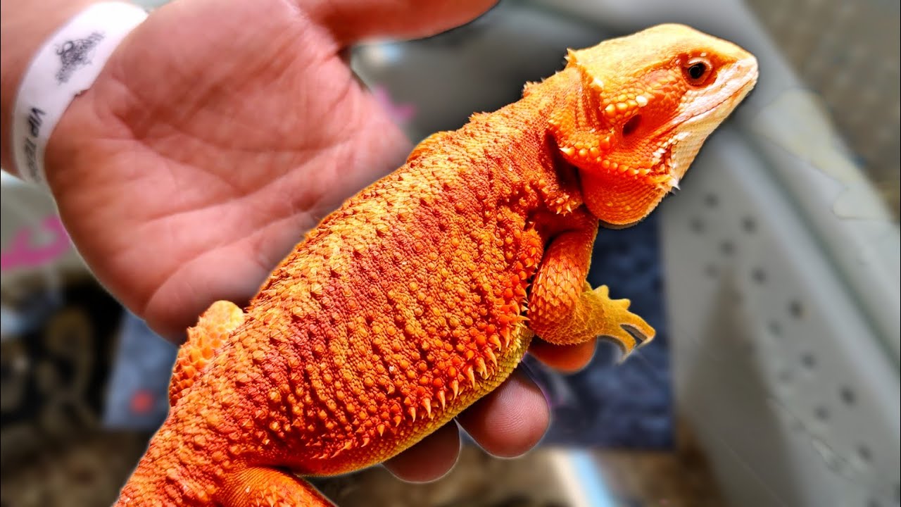 AGAMY BRODATE Z RRreptiles ➡️ RYBNIK 25.03.2023
