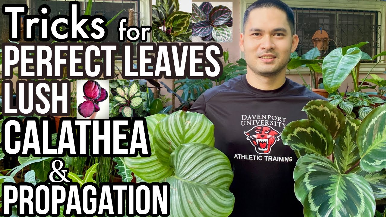 TAMANG PAG AALAGA AT PAG PROPAGATE NG CALATHEA O PRAYER PLANTS | CALATHEA CARE TIPS AND PROPAGATION