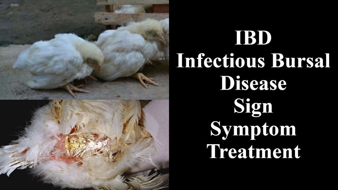 IBD (Infectious Bursal Disease) in Poultry