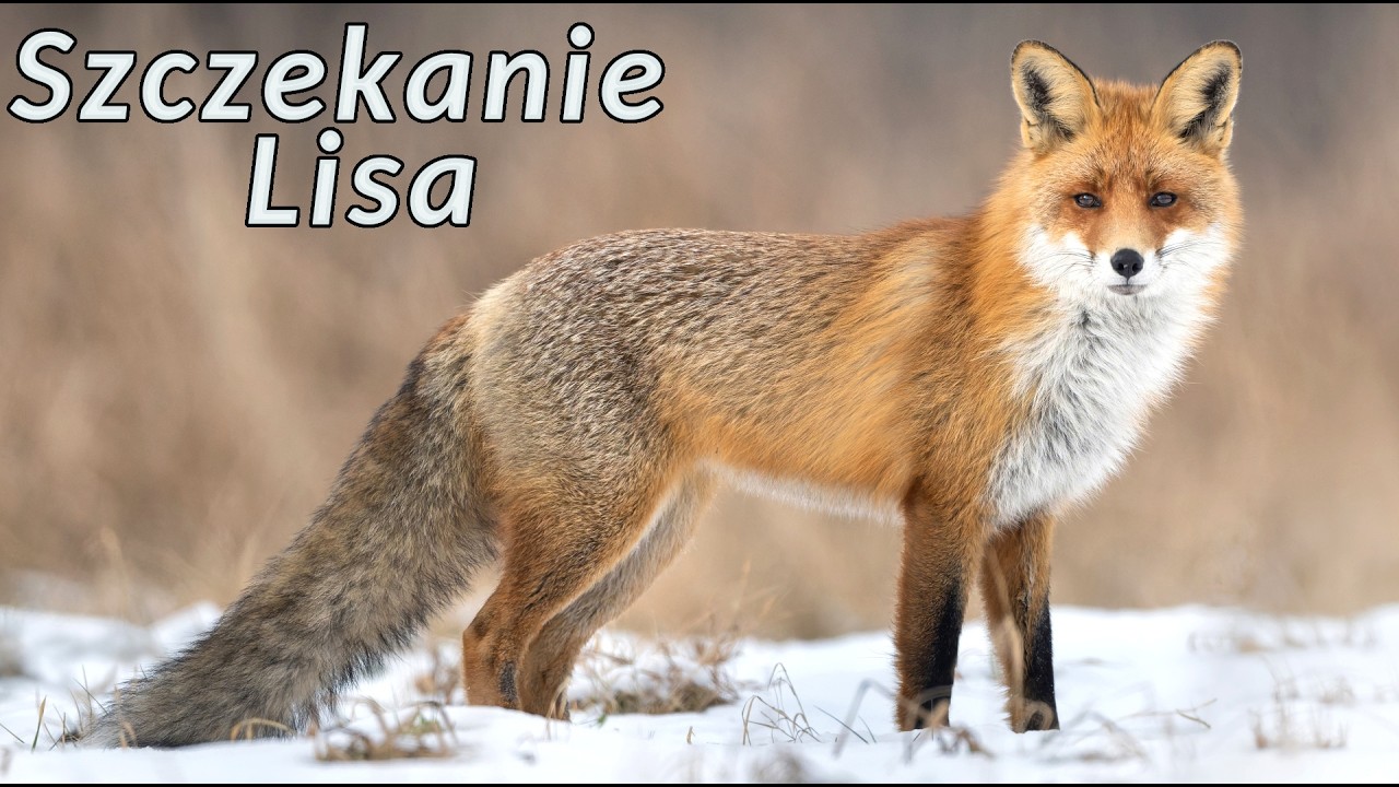 Szczekanie Lisa - odgłosy jakie wydaje lis 🦊