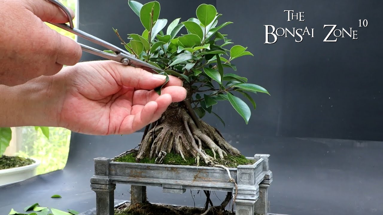 Working on My Vietnam Style Ficus, The Bonsai Zone, Sept 2023