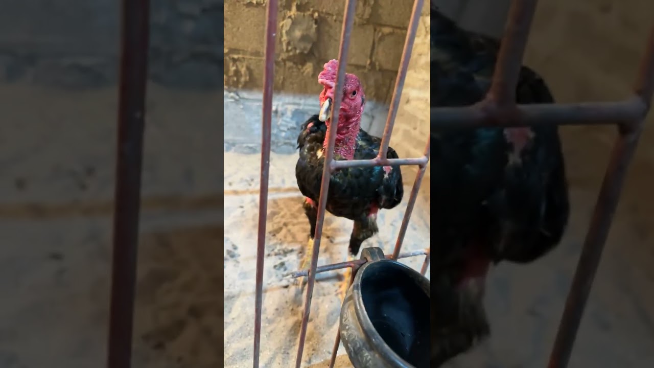 Anh em vào xem các chiến kê đá bảo tiền tỏi của trại gà văn giang!