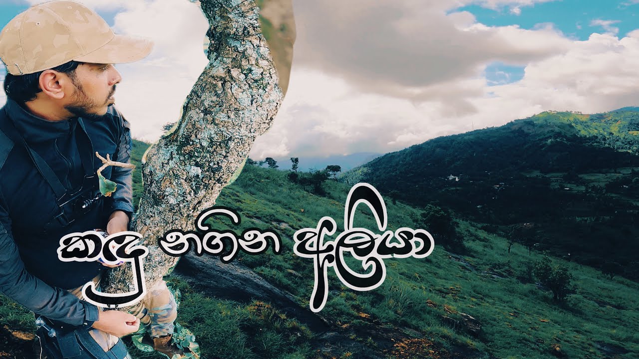 Sri Lankan Wild Elephants in Randenigala|කඳු නගින අලියා🐘#srilanka#srilankanelephants#travel#zeropain