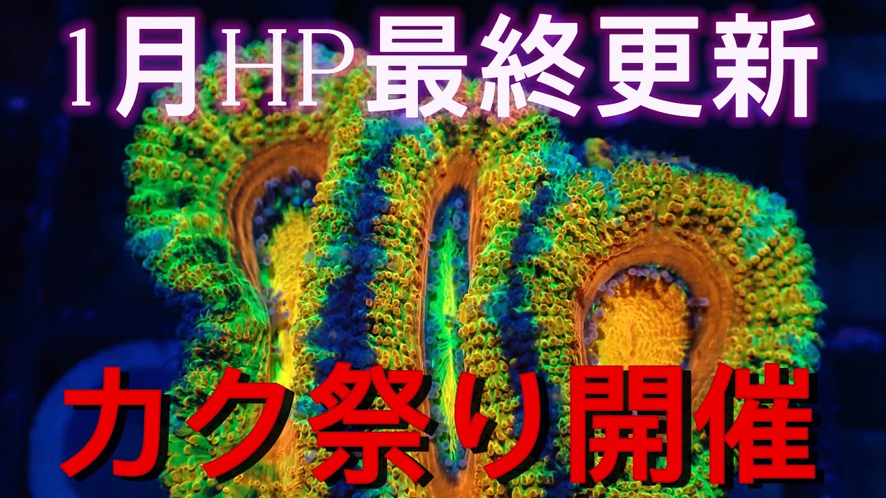 1月14日カクオオトゲ祭り