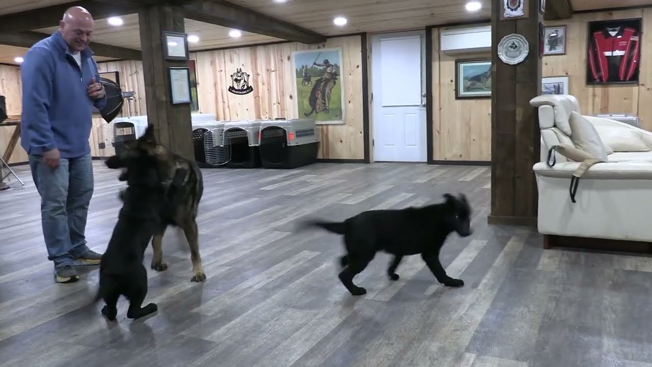 Social Skills Are Inherent! Kraftwork K9 Pro German Shepherds