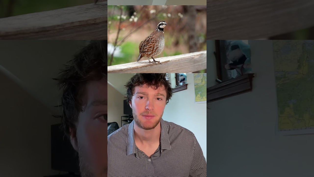 When was the last time you saw a bobwhite? #bobwhite #quail #birds #birding #extinction