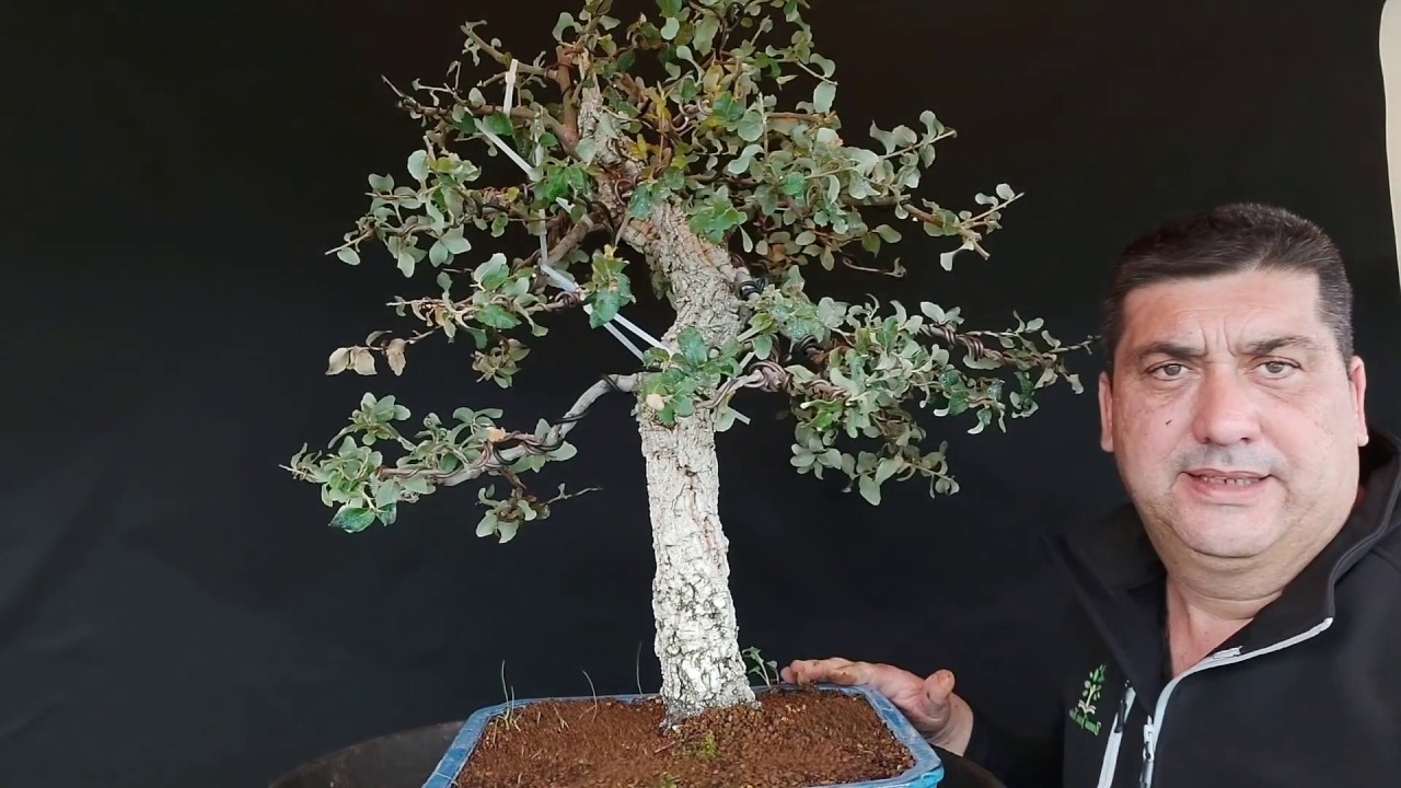 BONSAI ALCORNOQUE QUERCU CHAPARRO TRASPLANTE*