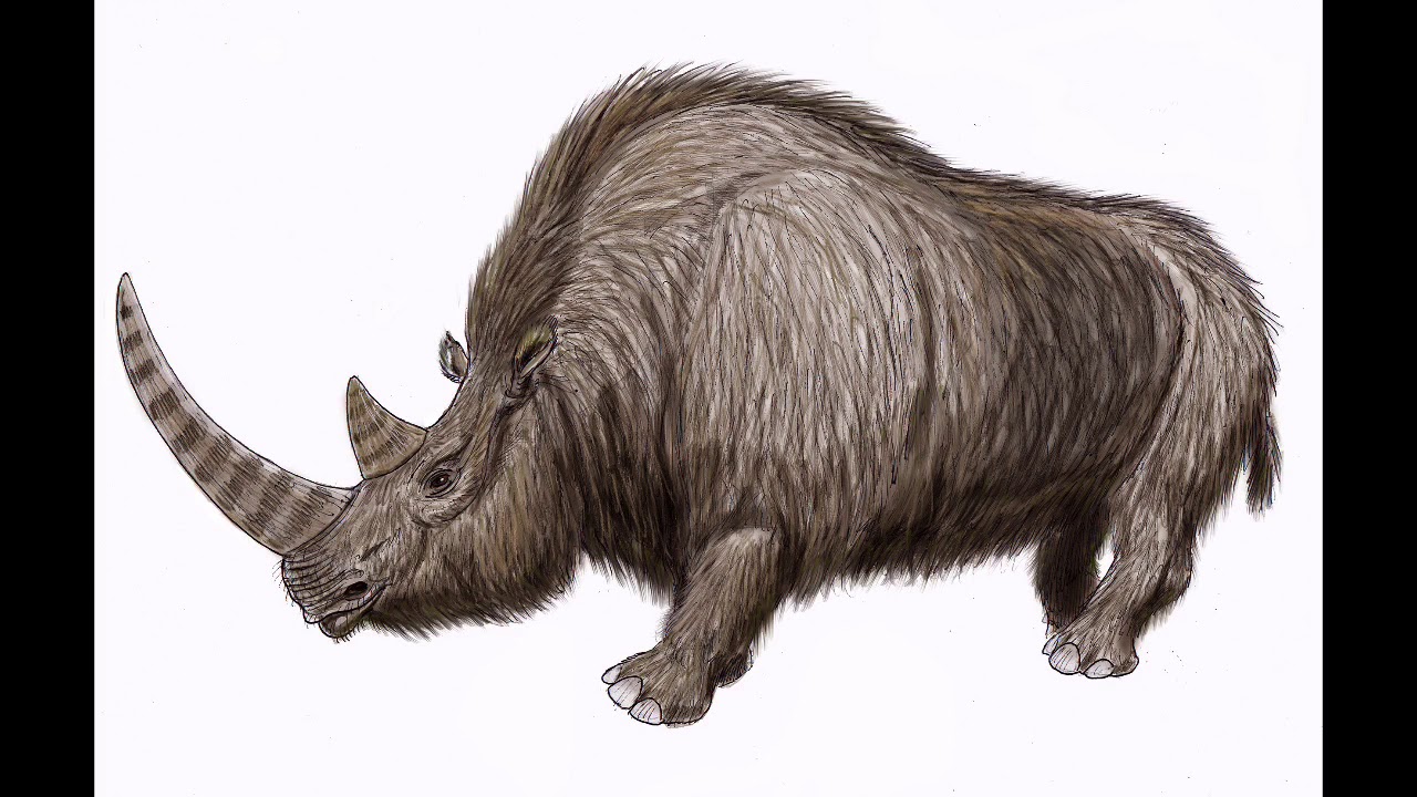 Sound Effects - Woolly Rhinoceros (remade)