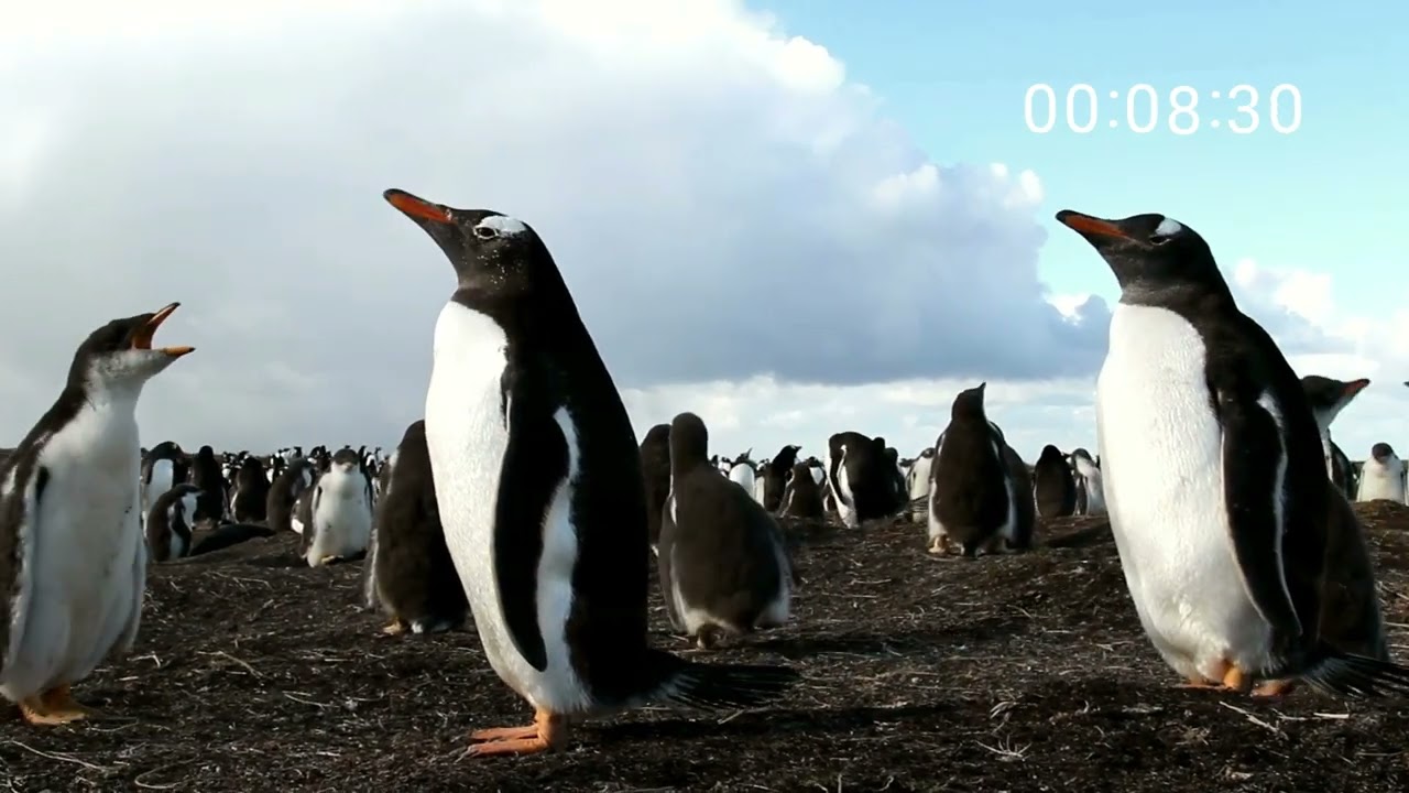 20 minute CLASSROOM timer - PENGUIN theme with music