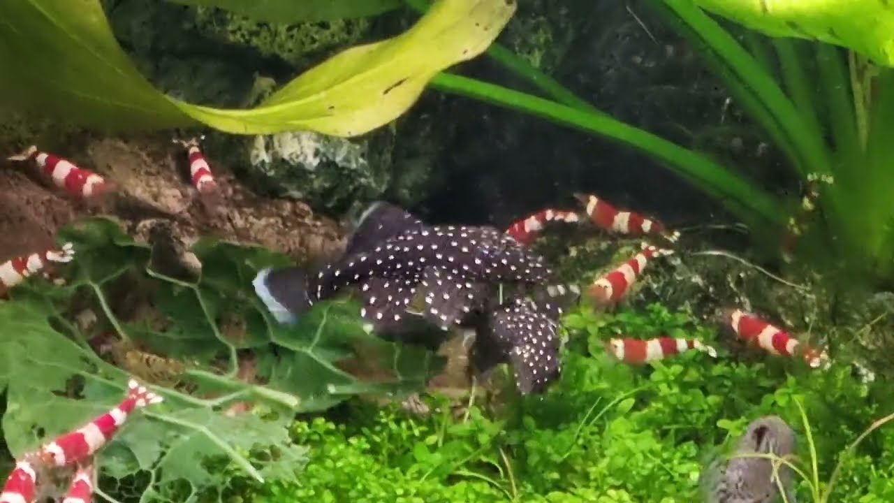 Peppermint Bristlenose Catfish fighting | Crystal Red Shrimp (CRS) planted aquarium