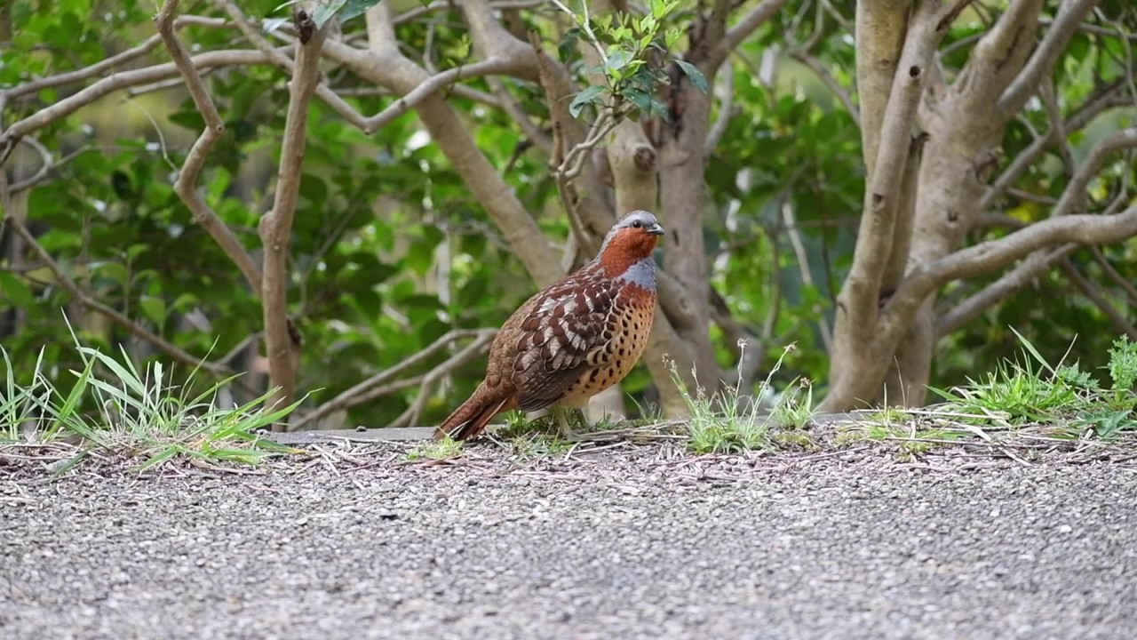 コジュケイ（鳴き声）