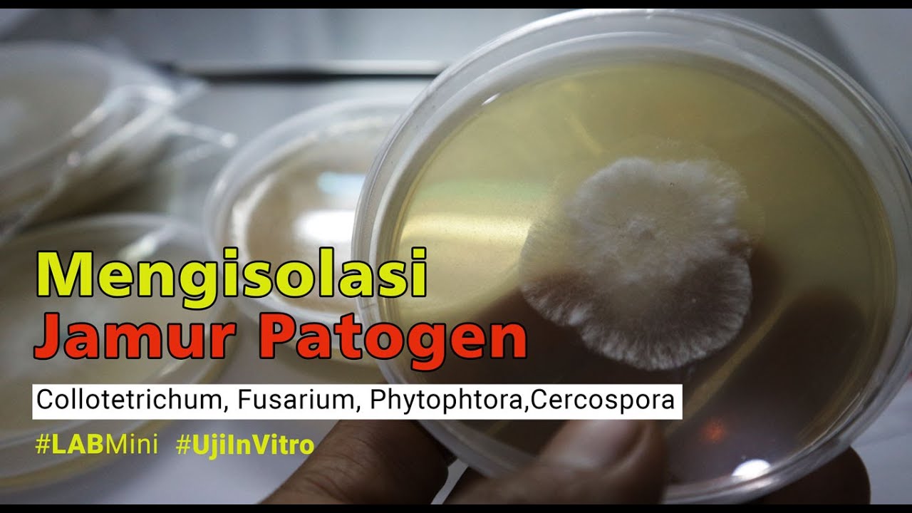 Mengisolasi Jamur Patogen Dari Tanaman Cabai, Persiapan Uji In Vitro Dengan Trichoderma
