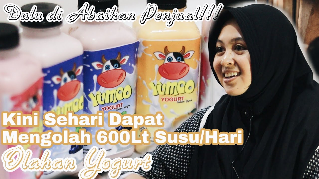 Cerita Sukses. Dulu Di Abaikan. Kini Membutuhkan 750Liter Susu Sapi. Untuk Olahan Yogurt.