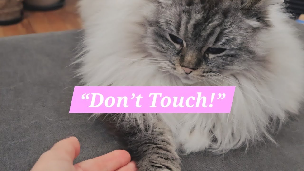 “Can I Touch My Sleeping Cat’s Paw?”