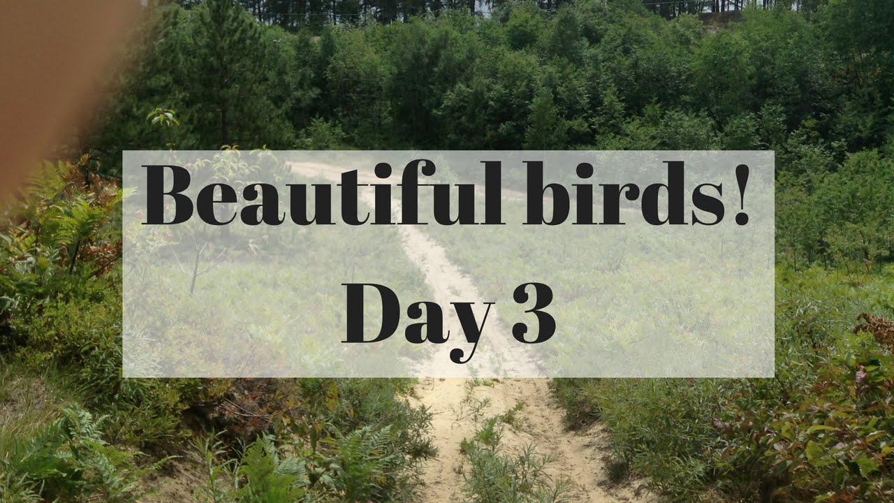 Beautiful birds | Day 3