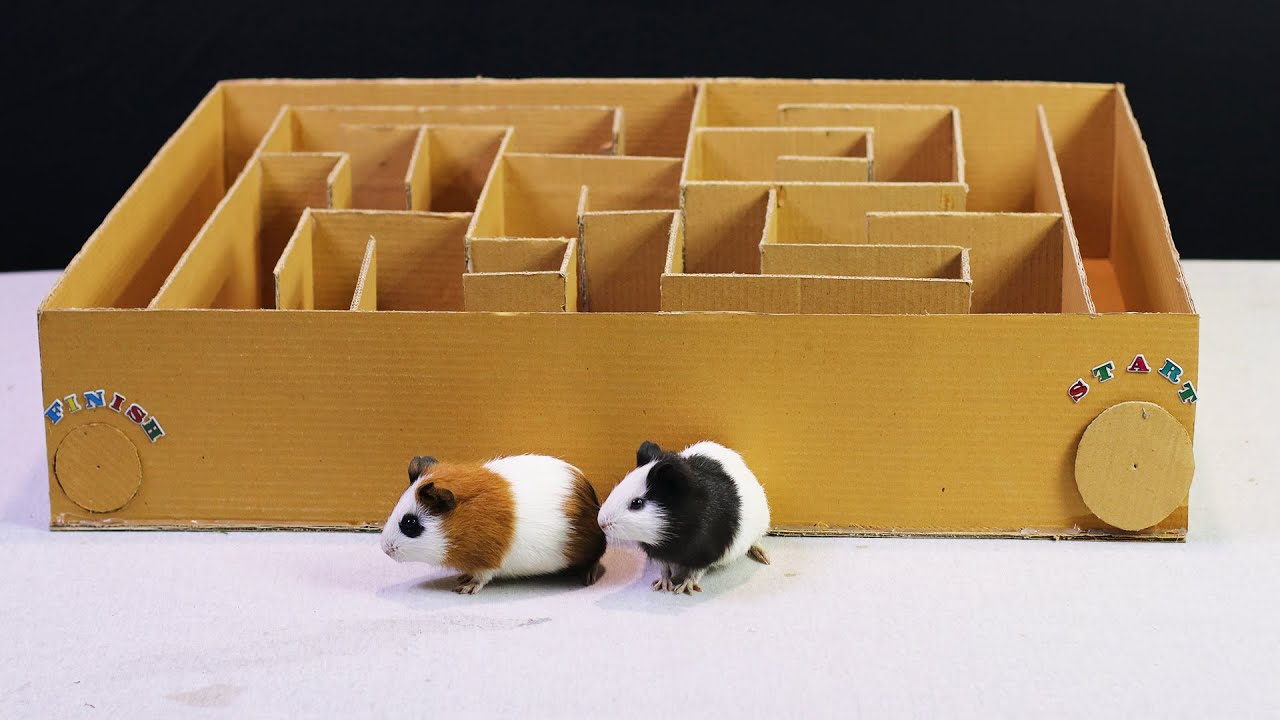 GIANT Maze Labyrinth for Guinea Pig . Can they EXIT?