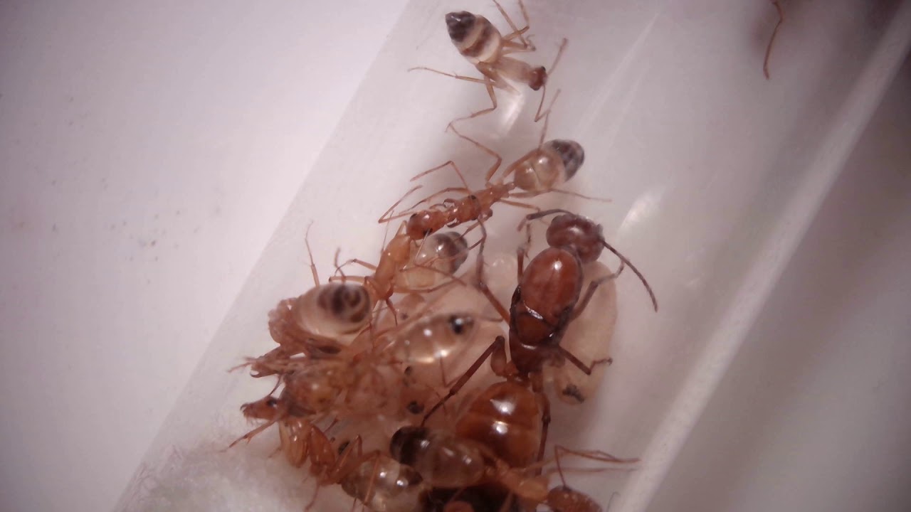 Camponotus baldaccii