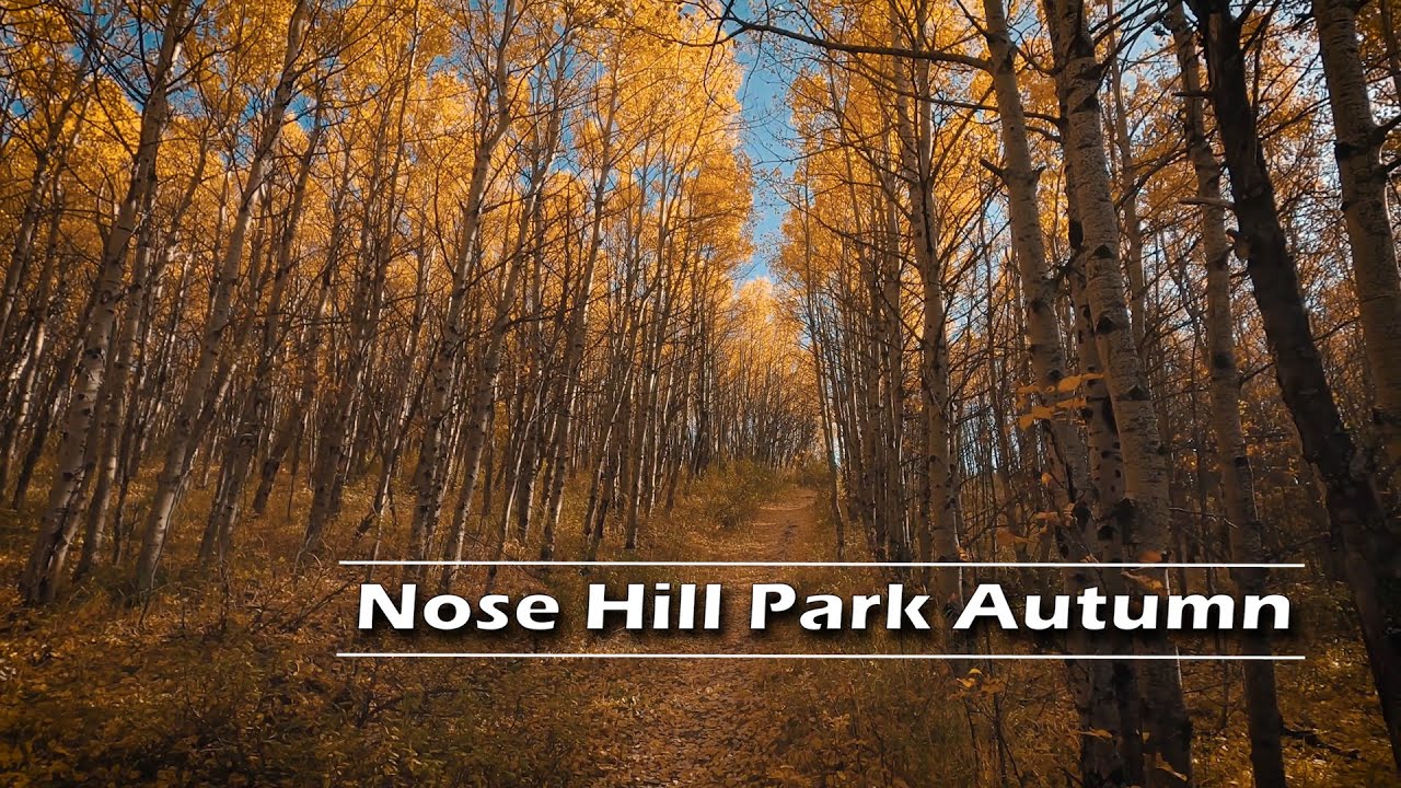 Nose Hill Park Calgary Autumn 2020 | Journey Alberta