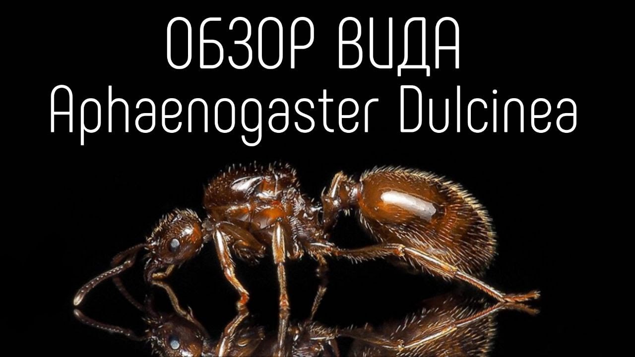 ОБЗОР ВИДА AFENOGASTER DULCINEA