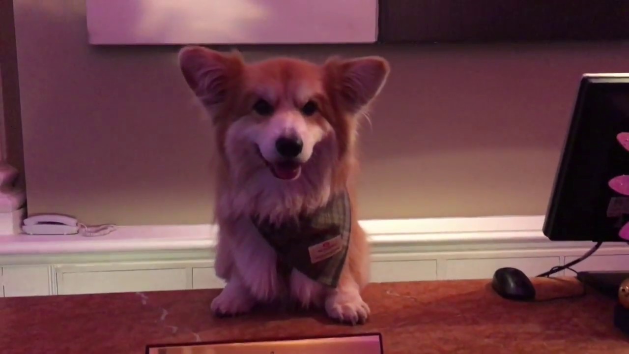 Marcel @LeCorgi Presents: Corguide at The Balmoral (Edinburgh)