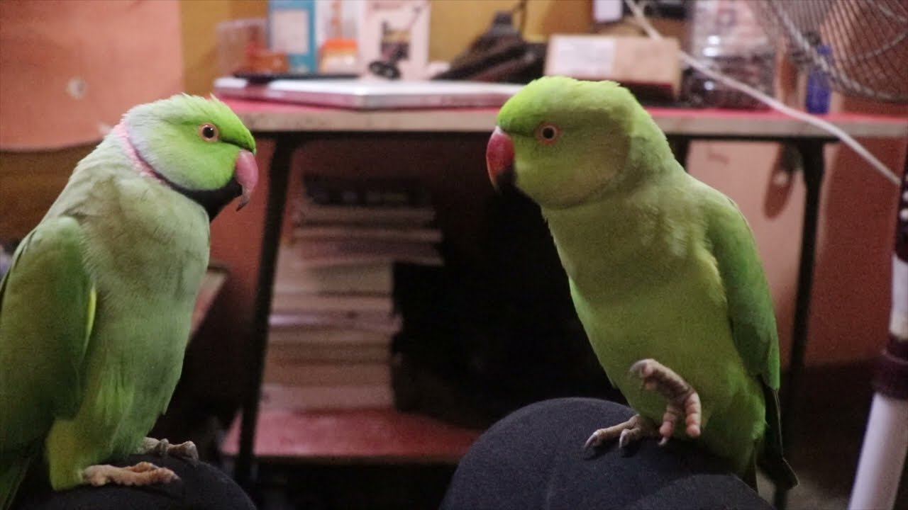 The FUNNIEST Baby Parrot And Mitthu 😅 BEST Compilation