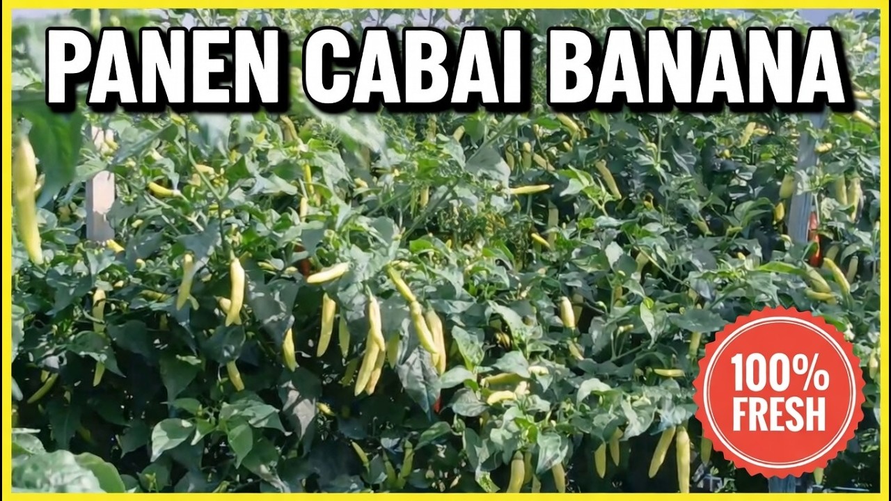 1 Tanaman Viral Paporit Petani Lampung Barat Cabai Geprek