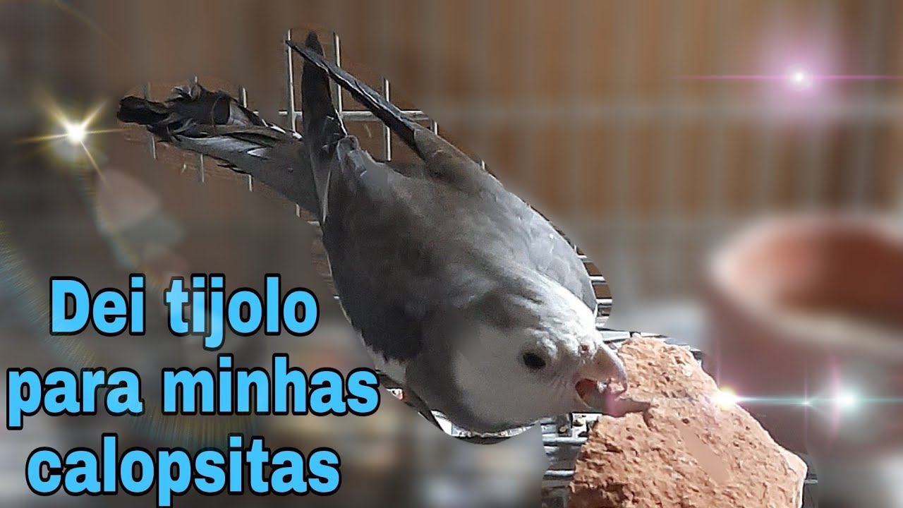 COMO PREPARAR O TIJOLO PARA CALOPSITAS.