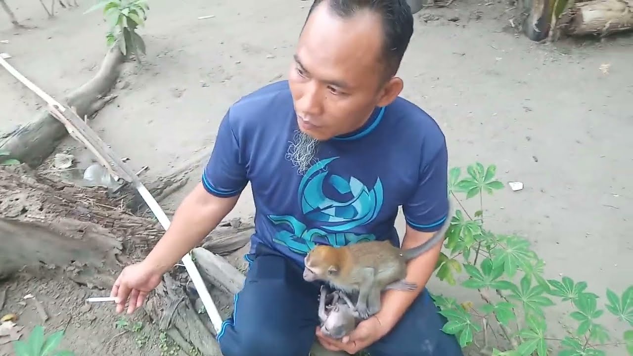 14 Februari 2026 cara memegang anak monyet bila sulit dijinakan