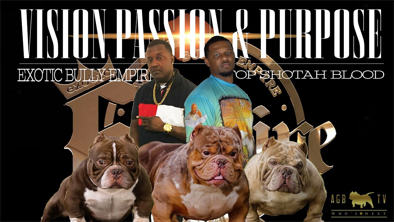 He Turned Down 500k For a Merle Dog (Vision Passion & Purpose Exotic Bully Empire)