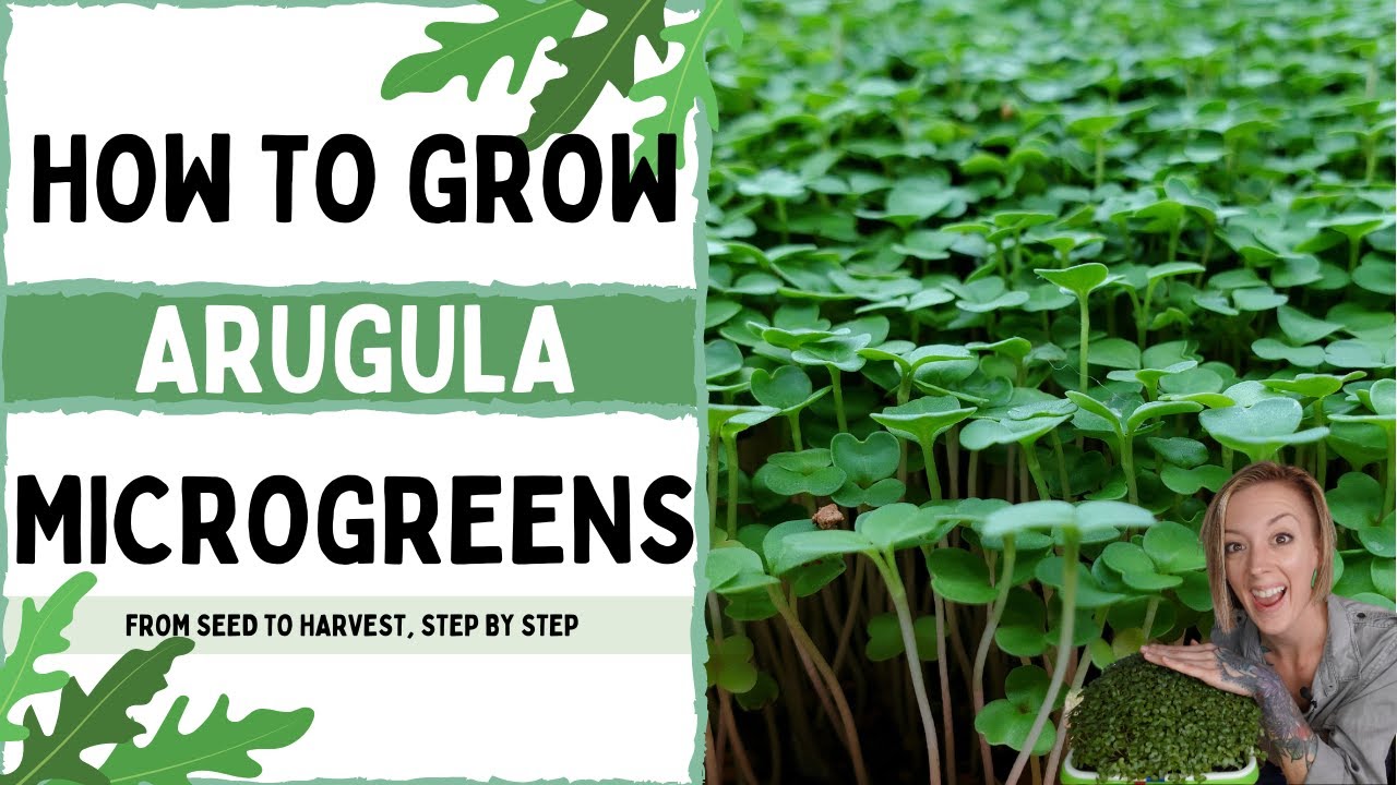 How to Grow Arugula Microgreens &mdash; Complete Step-by-Step Guide