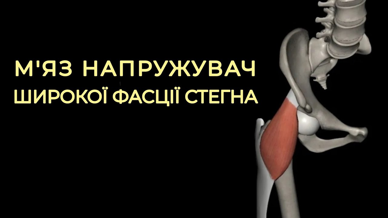 М'яз напружувач широкої фасції стегна